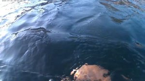 Акулы в Геленджике. Нырнул с экшн камерой в Геленджике, и вот, что увидел! Жесть! Смотреть до конца