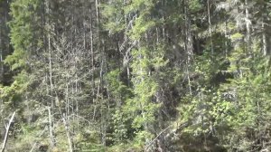 Медведь в глухой тайге Хозяин тайги медведи медвежата медвежонок бурый тайга лес пестун лончак охот