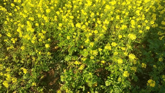 Чем восстановить плодородие огорода после уборки картошки? Делюсь простым приёмом смотреть онлайн