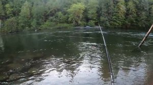 УРА ! - 6 КГ СЧАСТЬЯ. ЧАВЫЧА. "КОРОЛЕВСКИЙ" ЛОСОСЬ - САМЫЙ ВКУСНЫЙ. РЫБАЛКА В США.