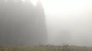 Прогулка в лесу. Туман. Секвойя. Волшебство.