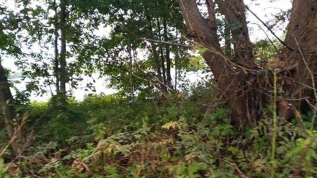 Замечательно прогулялся вокруг Данилище озера в Заозерье