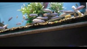 Подмена воды без ведер в моей стойке из аквариумов, помогает система шлангов и спаянных трубок пвх.