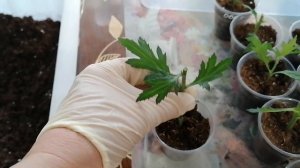 Хризантема. Черенкование хризантем из букета#хризантема#черенкование#ботаничка#