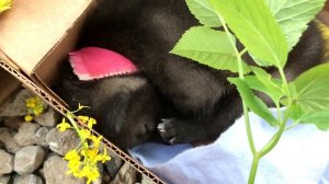 Волчица первый раз пробует мясо \ Волкодав Ахиллес Луна \ Новая коробка для Волчонка ))