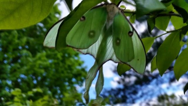 Удивительная тропическая бабочка Мадагаскарская комета/Argema mittrei смотреть онлайн