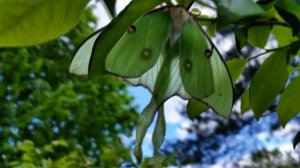 Удивительная тропическая бабочка Мадагаскарская комета/Argema mittrei