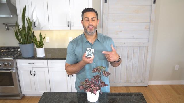 Houseplant Trends 2021: Most Tempermental: The Polka Dot Plant (Hypoestes Phyllostachya) Care + Tip смотреть онлайн