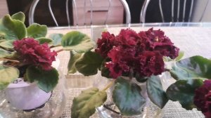 Фиалка АВ-Богема. Пышная красавица.