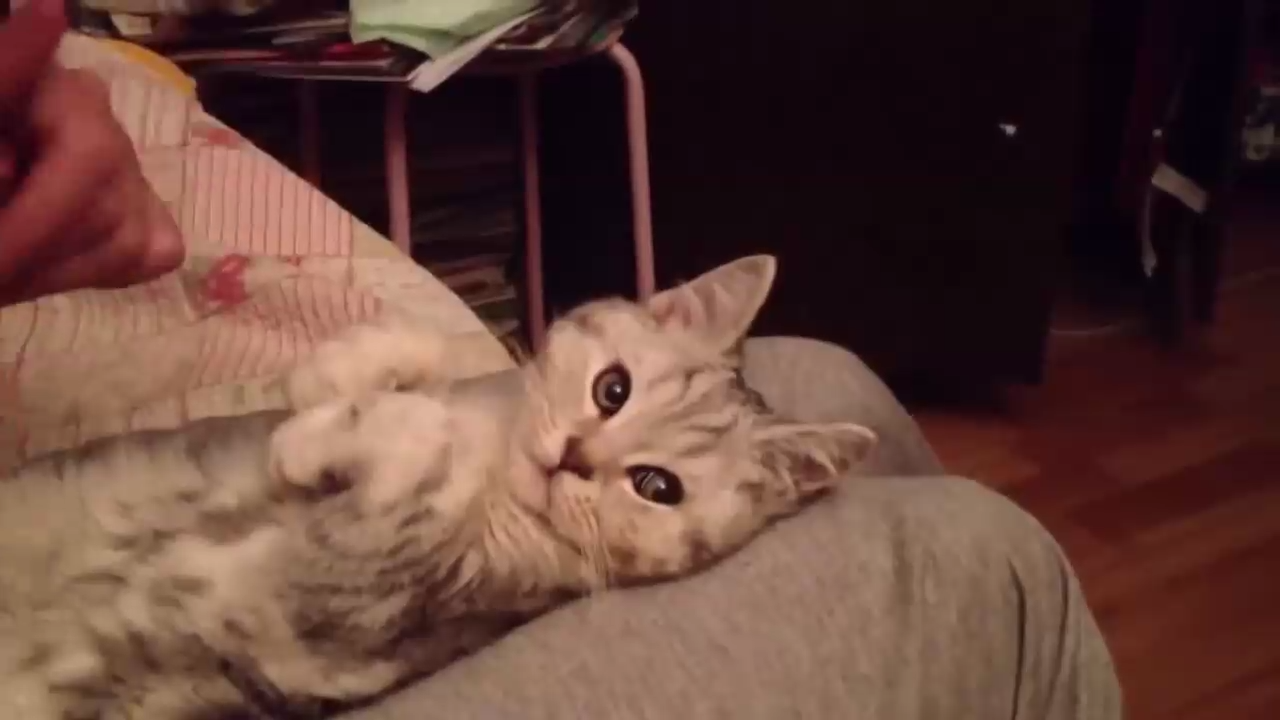 Очень послушный котик