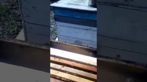 Как спасти матку с горстью пчел....