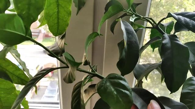 Хойи. Часть 2. Продолжение. смотреть онлайн