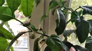 Хойи. Часть 2. Продолжение.