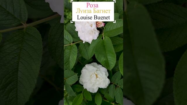 Роза Луиза Багнет канадская парковая (Louise Bugnet).?