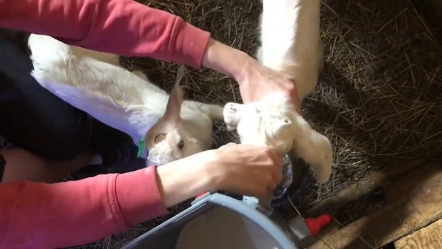 Содержание коз и козлят на экоферме ЛПХ Фроловых