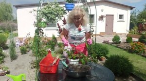 Как сажать плектрантус