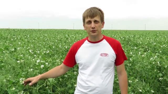 Аканто® Плюс - новое решение для защиты гороха смотреть онлайн