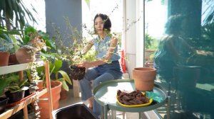 Repotting Houseplants | Sicha Garden  #repotting #houseplants