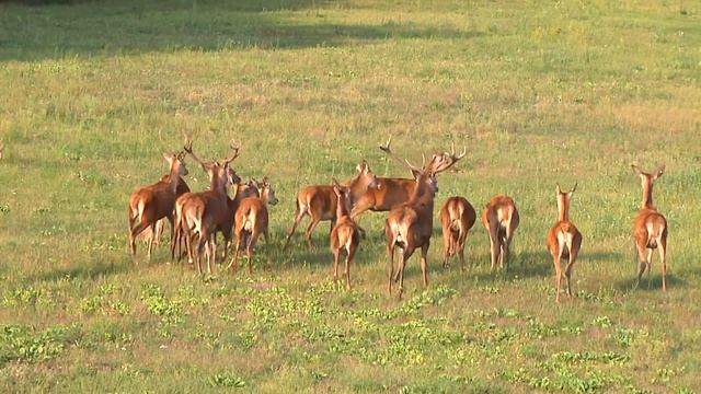 Благородных оленей выпустили на вольные хлеба смотреть онлайн