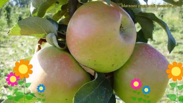 Яблоня колоновидная Таскан. Краткий обзор, описание характеристик, где купить саженцы malus смотреть онлайн