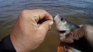 Ловля ЧЕХОНИ на резинку.  Река Кама.