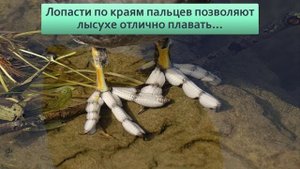 Лысуха: Моногамная птица с необычными лапами, которую путают с уткой