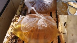 Пчелы. Осенняя подкормка пчел. ПОДГОТОВКА ПЧЕЛ К ЗИМОВКЕ. Будни начинающего пчеловода.