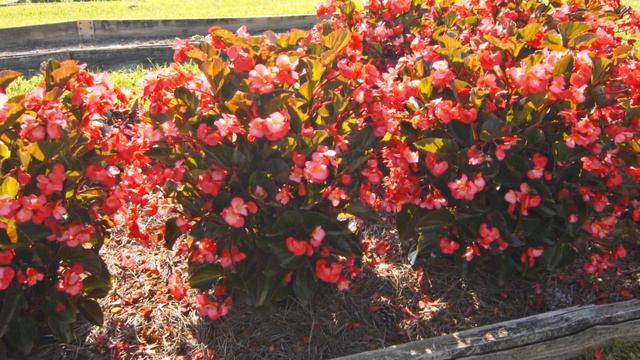 Whopper Begonias смотреть онлайн