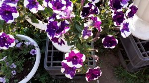 Вегетативные петунии, взрыв цветения.