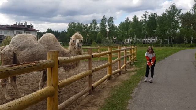 Плюющийся верблюд и Вика смотреть онлайн