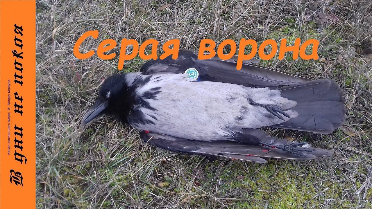 Серая ворона 18+