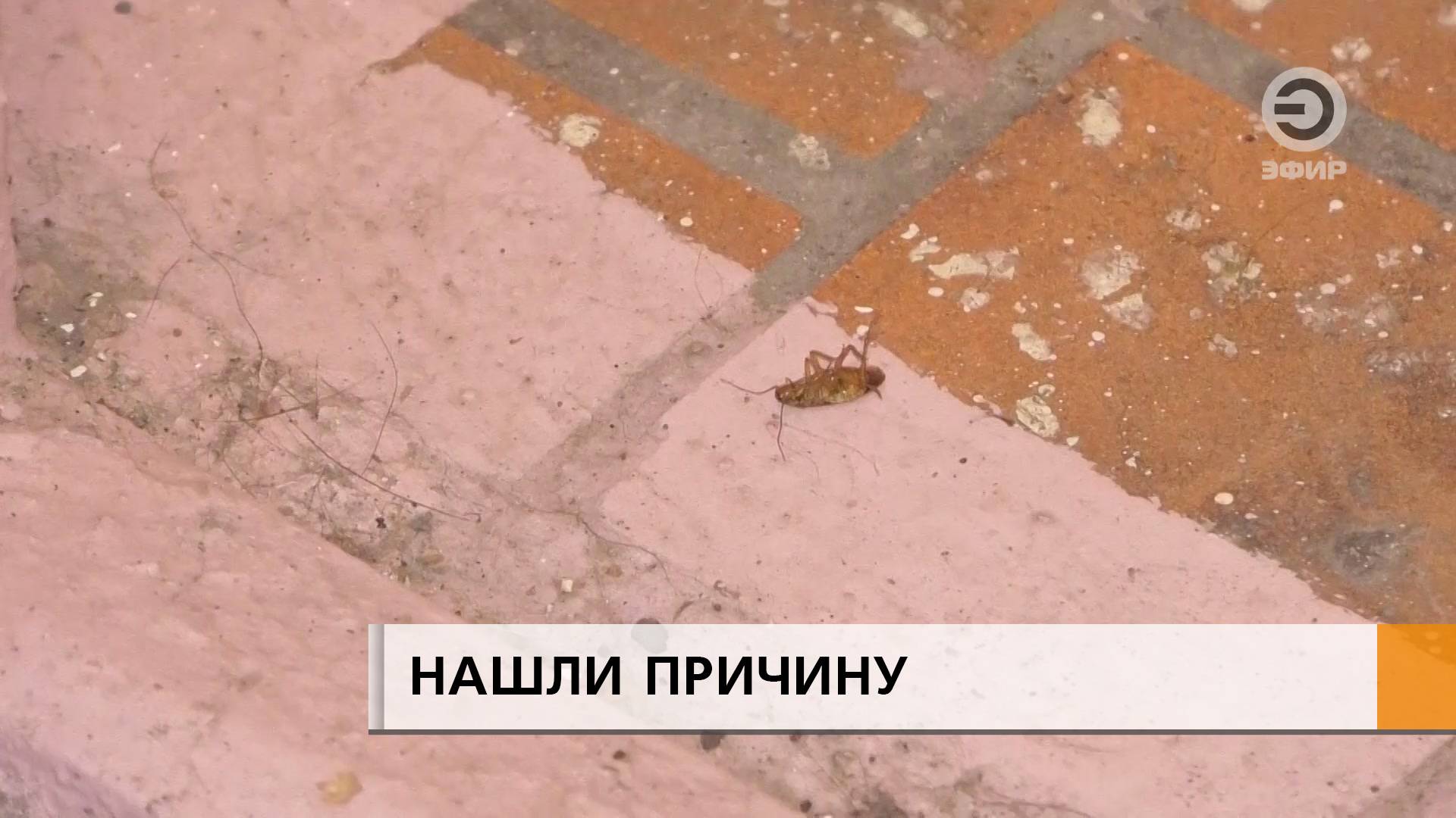 Передвигаются по ржавым трубам и прячутся от людей в электрощитовой