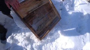 Зимовка пчёл на ВОЛЕ под снегом! ВЕРХНЯЯ и НИЖНЯЯ вентиляция