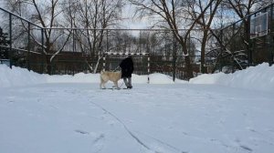 Как научить собаку команде «ко мне» и «рядом»