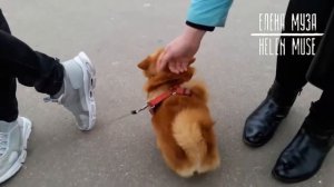 ПОЗИТИВЧИК! СОБАКА- ИНОПЛАНЕТЯНИН:)). ПОМЕСЬ ШПИЦА И ЧИХУАХУАШКИ. #ялюблюсобак #ялюблюживотных