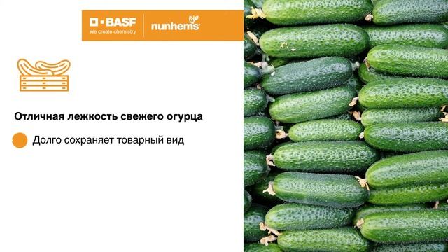 огурец для открытого и защищенного грунта - Монолит F1, Nunhems, BASF смотреть онлайн