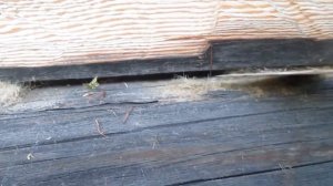 Как утеплить дом, самый лучший утеплитель-мох, конопачу дом(чем утеплить дом)