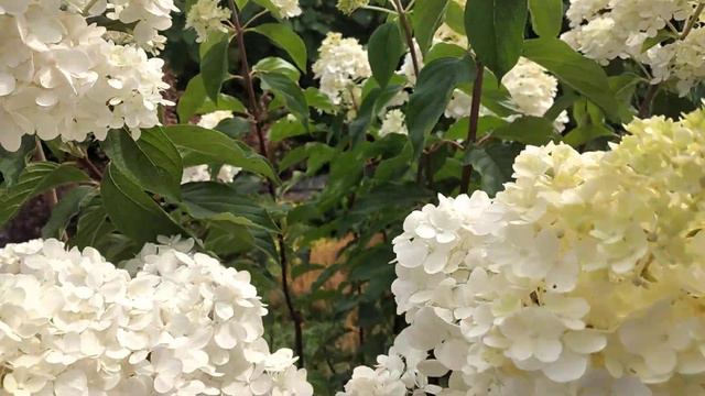 Часть моих гортензий, небольшой обзор, середина августа смотреть онлайн