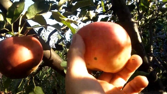 Яблоня сорт "Аскольда" смотреть онлайн