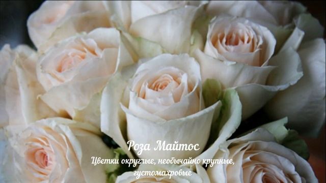 МАЙСКАЯ РОЗА смотреть онлайн