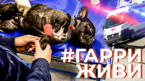 Как наша собака чуть не умерла? История одной ночи. Срочная операция за 100 тысяч. Он съел игрушку