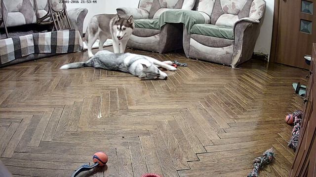 Хасята онлайн / Siberian husky live