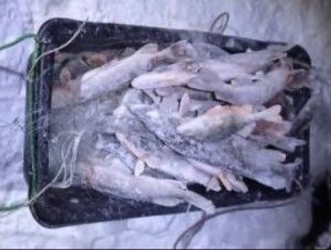 Браконьеры Зима Часть №3.