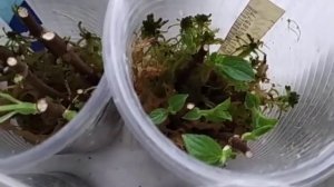 выгонка гортензий на черенкование