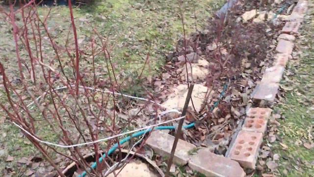 Голубика без рекламы. 29 декабря 2019 г. смотреть онлайн