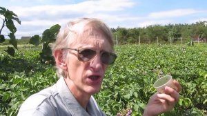 Украинская Наука: Биологический метод борьбы с колорадским жуком