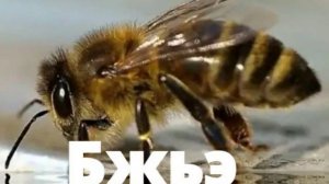 название насекомых на кабардинском языке