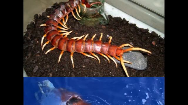 Самые странные существа смотреть онлайн