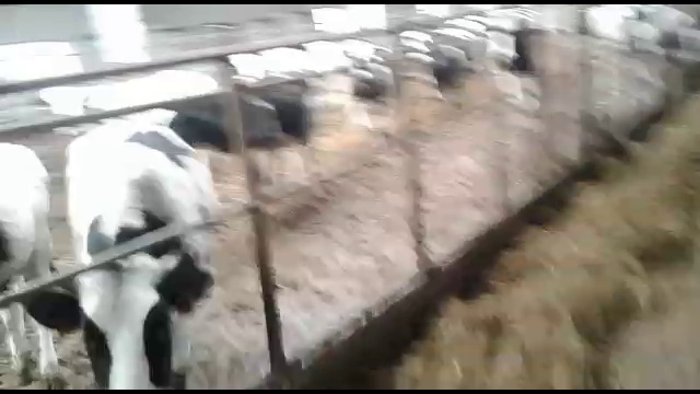 Продажа КРС в розницу черно пестрой породы, Импорт Экспорт  +79656176005 WhatsApp пишите.