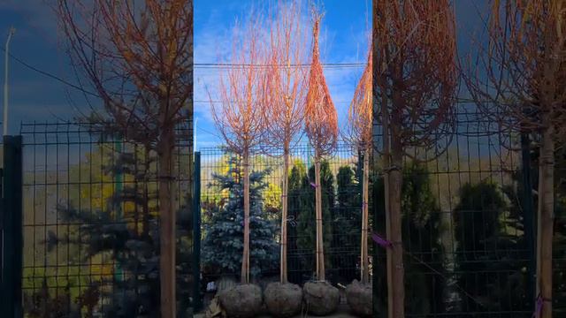 Ива Черемзина #ива #купитьиву #крупномерыворонеж смотреть онлайн